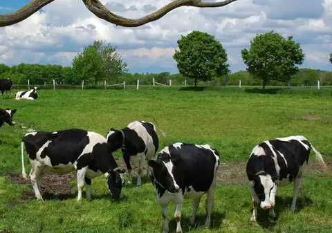 Cadou inedit: câte o vacă de Ziua Femeii