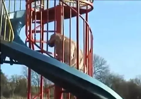 Acest căţel se comportă ca un copil! Iată ce adoră să facă | VIDEO