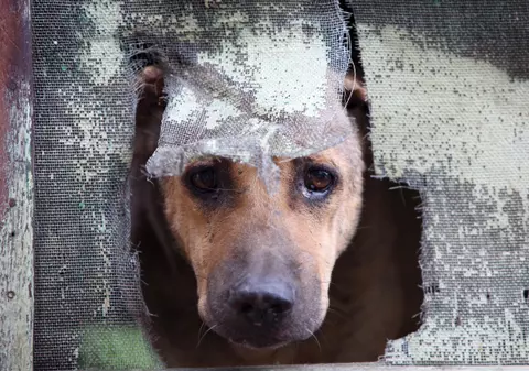 Câinele biblic care a lătrat la Iisus, pe cale de dispariţie