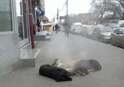 Ce maidanezi deştepţi! Uite-i cum se încălzesc! | FOTO