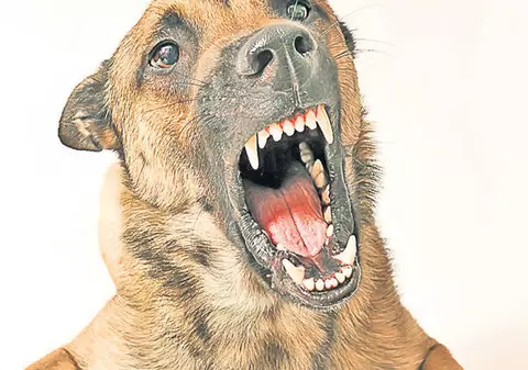 Măsuri sporite la Sofia împotriva maidanezilor