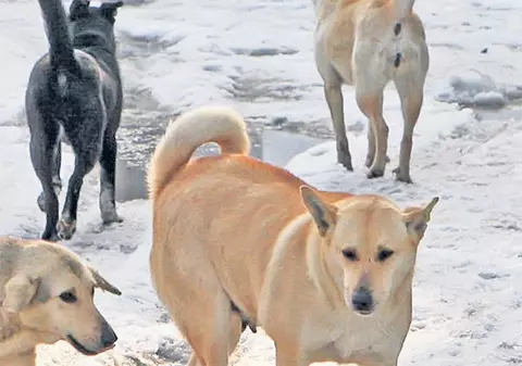 Un lider al PDL Vâlcea, la terapie intensivă după ce a fost mușcat de un câine