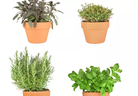 Plante aromatice pe care le poţi creşte în ghiveci