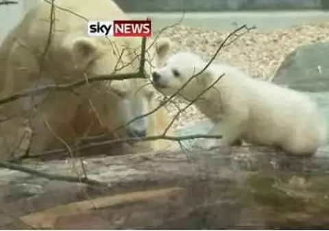 Ea este sora lui Knut. Ghemul de blăniță și-a făcut debutul la Zoo în Germania | VIDEO