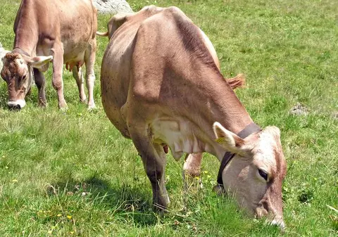Caz de "vacă nebună" înregistrat în Elveţia