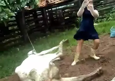 Această femeie a suferit şocul vieţii ei! Iată cum a fost pusă la punct de o... vacă | VIDEO