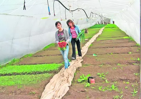 În prag de Paşte, afacerea unor clujeni merge ca pe roate: Comanzi online legume şi le primeşti acasă