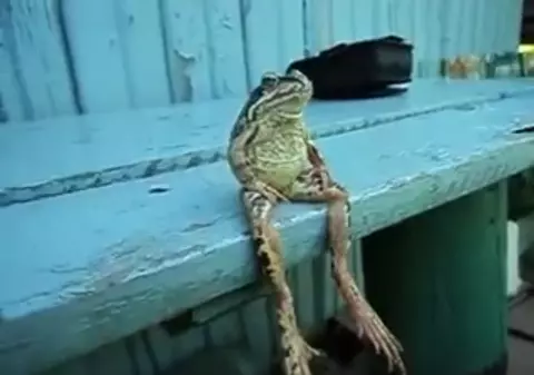 Broasca din IAD! Uite ce poziţie are în faţa camerei de filmat | VIDEO