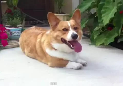 CEL MAI CIUDAT CÂINE DIN LUME! Iată care este FETIŞUL lui | VIDEO