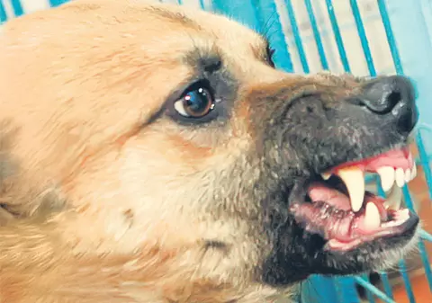 Ai fost muşcat de maidanezi? Uite ce trebuie să faci pentru a lua bani de la primărie!