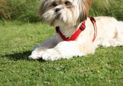 În State s-a lansat DOG TV, un post de televiziune pentru câini | VIDEO