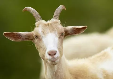 ATENŢIE! VIRUSUL care aduce panică în Europa înainte de Paşte