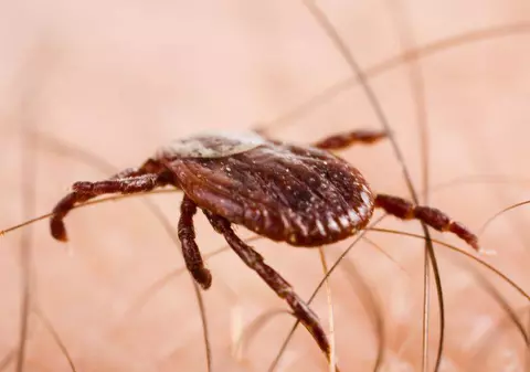 Invazie de căpușe la Constanța! Spitalul de Boli Infecțioase este luat cu asalt