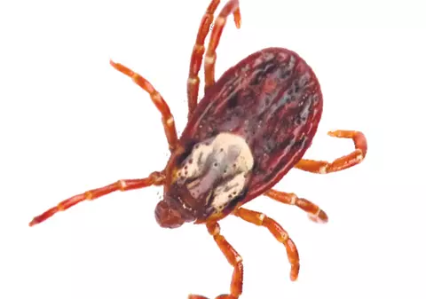 Cele mai bune 5 sfaturi ca să te ferești de căpușe, la iarbă verde de 1 Mai