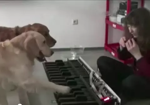 Aceşti câini sunt artişti înnăscuţi! Iată ce pot face | VIDEO