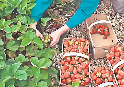 Căpşunarii nu vor mai putea să-şi lase copiii în grija oricui