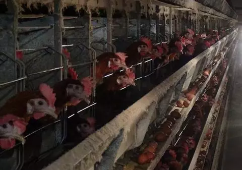 Atenţie ce dulciuri mâncaţi! Cele mai multe conţin ouă care provin de la găini ”chinuite”