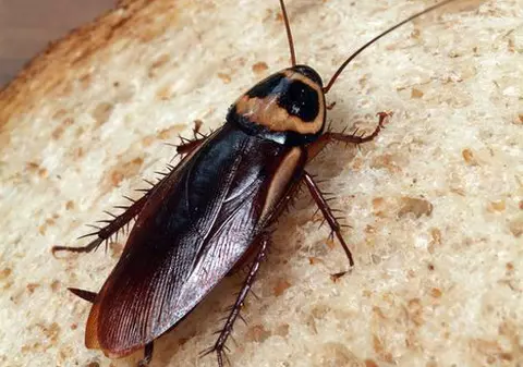 Secreţii anale de castor, gândaci storciţi sau vezică de peşte, ingrediente scârboase din alimentele pe care le consumi frecvent