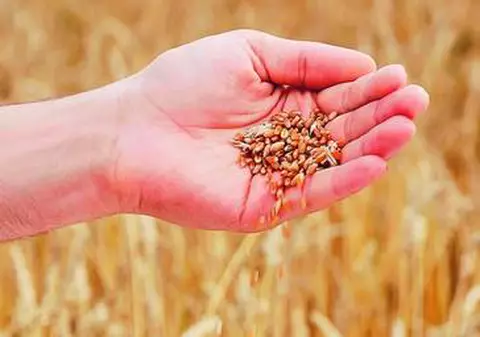 Ne paşte foametea? Depozitele de cereale din Europa sunt aproape goale