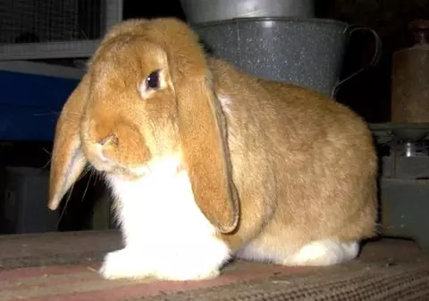 Expoziţie de iepuraşi, păsări şi animăluţe în Şoseaua Pantelimon