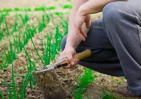 Căpşunarii au sărăcit de tot! N-au bani nici să vină în ţară de Paşte