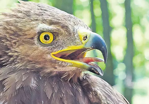 Narcis, o acvilă ţipătoare mică, a «hoinărit» peste 10.000 km