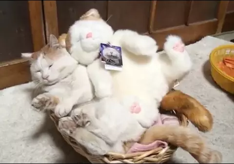 ADORABIL! Un prieten cu blăniţă pentru... prietenul tău cu blăniţă | VIDEO