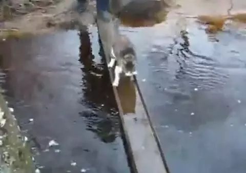 Cea mai deşteaptă pisică! Uite cum trece podul fără să îşi ude lăbuţele | VIDEO