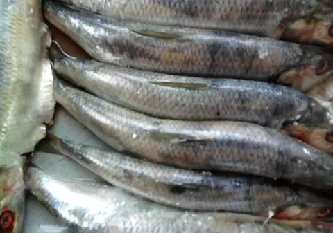 Poliţiştii i-au confiscat unui braconier peste o tonă de scrumbie