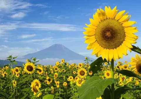 Revoluţie biotehnologică în Argentina! S-a descoperit o genă rezistentă la secetă