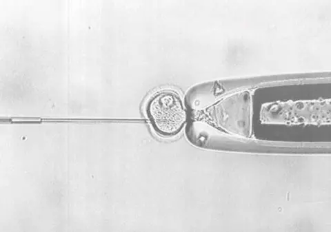 Vezi ce ţară exportă cea mai mare cantitate de spermă din lume!