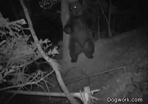 Credeai că le-ai văzut pe toate? Uite ce face ursul noaptea, în pădure | VIDEO