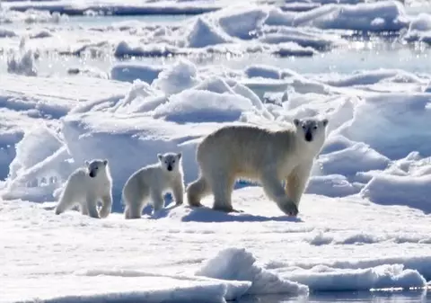 Fenomen inexplicabil! Urșii polari au început să-și piardă blana