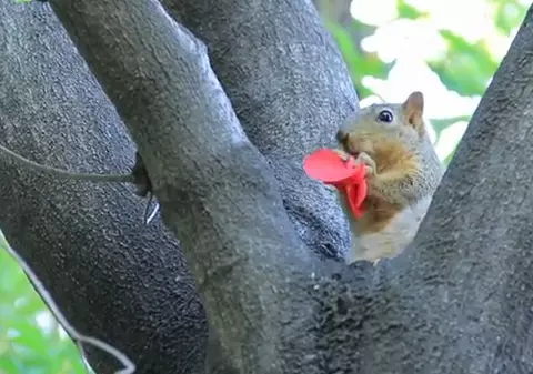 Nici nu poţi să-ţi dai seama ce mănâncă veveriţa asta! 