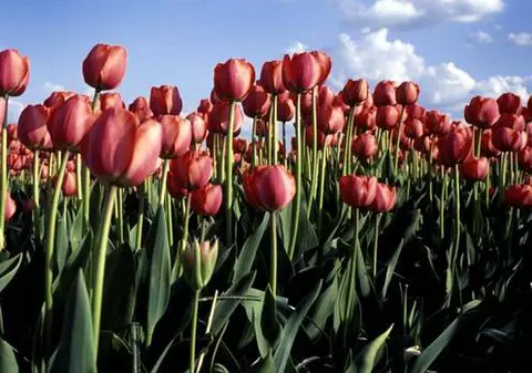 Cer senin și vreme frumoasă la începutul săptămânii. Vezi cum va fi vremea de Florii!