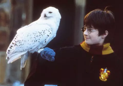Sute de bufniţe albe, în pericol de moarte, după ce au fost abandonate de fanii Harry Potter!