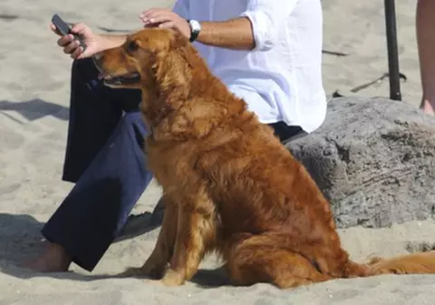 Care exemplar e mai frumos: câinele sau stăpânul? Sigur, trebuie să mărești poza | FOTO