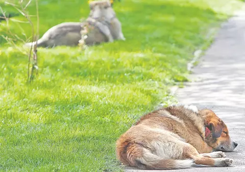 Marţi, 5 iunie: miting pentru protejarea câinilor străzii, în Capitală  