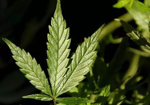 Traficanţii aveau culturi de cannabis în baie şi în balcon