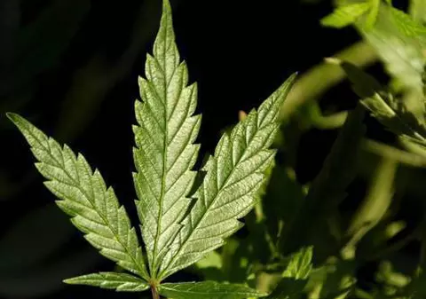Traficanţii de droguri şi-au transformat apartamentul în seră pentru culturile de cannabis