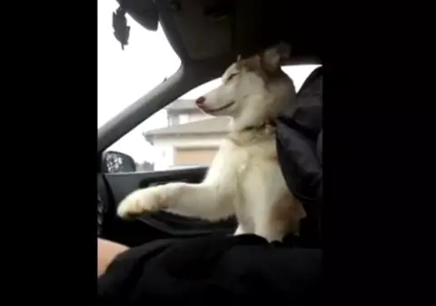 Cea mai SENTIMENTALĂ căţeluşă din lume! Iată ce tabieturi are | VIDEO