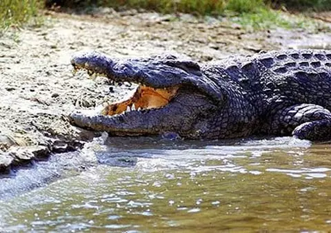 Atenţie, români! Se caută îngrijitori pentru crocodili