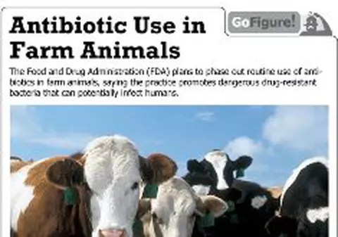 Ne distrug sănătatea! 80% din animalele din fermele americane sunt tratate cu antibiotice