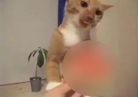 Cea mai pretenţioasă pisică! Nu o sa îţi vină să crezi ce mănâncă | VIDEO