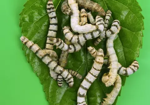 8 animale şi insecte dezgustătoare pe care oamenii le mănâncă 