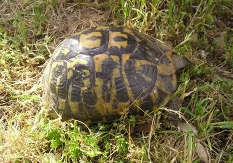 Infractorii români sunt inventivi. Trafic cu broaşte ţestoase protejate de lege în Bucureşti