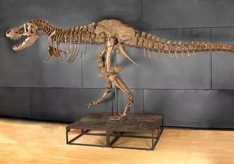 Un schelet de Tyrannosaurus, scos la licitaţie la New York. Dar al cui este el de fapt?