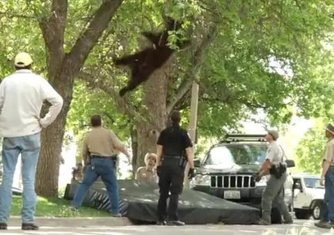 A supravieţuit unei căderi din copac, dar a murit călcat de o maşină! Iată povestea tristă a URSULUI devenit celebru pe internet!