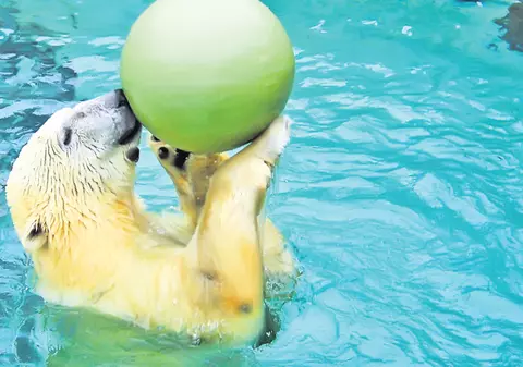 Ia uite ce pot să fac eu cu mingea!