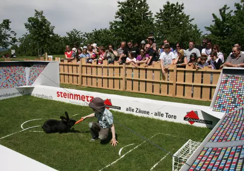 Gata cu caracatiţele: iepuraşii vor fi oracolul turneului final!/ FOTO